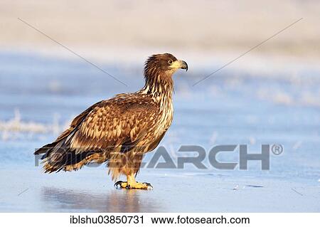 "Young White-tailed Eagle (Haliaeetus albicilla), on ice, Poland, Europe" View Large Photo Image Stock Image - "Young White-tailed Eagle (Haliaeetus albicilla), on ice, Poland, Europe". Fotosearch
