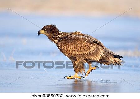 "Young White-tailed Eagle (Haliaeetus albicilla), on ice, Poland, Europe" View Large Photo Image Stock Image - "Young White-tailed Eagle (Haliaeetus albicilla), on ice, Poland, Europe". Fotosearch