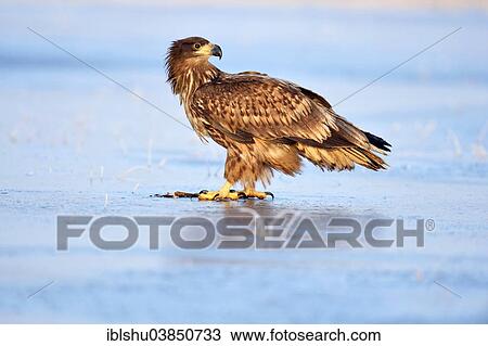 "Young White-tailed Eagle (Haliaeetus albicilla), on ice, Poland, Europe" View Large Photo Image Stock Image - "Young White-tailed Eagle (Haliaeetus albicilla), on ice, Poland, Europe". Fotosearch
