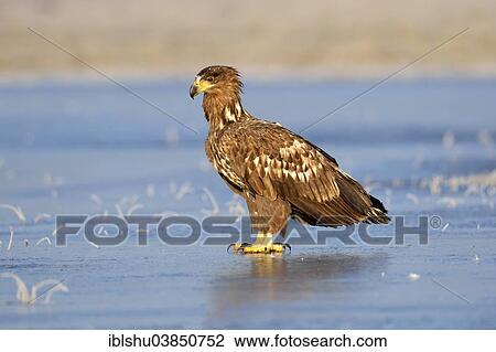 Stock Image - "Young White-tailed Eagle (Haliaeetus albicilla), on ice, Poland, Europe". Fotosearch