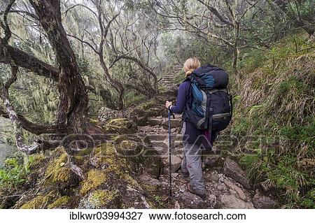 "Young woman ascending the Piton des Neiges through the cloud forest, Cilaos basin, Cirque de Cilaos, Reunion, Africa" View Large Photo Image Stock Photo - "Young woman ascending the Piton des Neiges through the cloud forest, Cilaos basin, Cirque de Cilaos, Reunion, Africa". Fotosearch