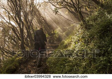 "Young woman ascending the Piton des Neiges through the cloud forest, Cilaos basin, Cirque de Cilaos, Reunion, Africa" View Large Photo Image Stock Photo - "Young woman ascending the Piton des Neiges through the cloud forest, Cilaos basin, Cirque de Cilaos, Reunion, Africa". Fotosearch