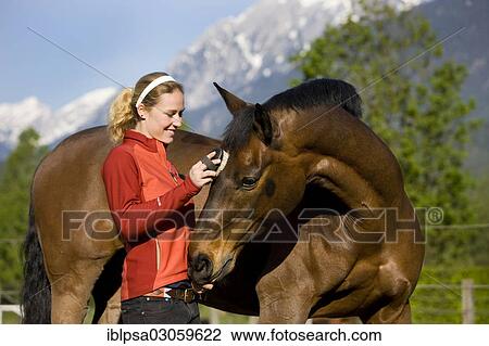 "Young woman brushing an Austrian Warmblood, bay horse" View Large Photo Image Stock Image - "Young woman brushing an Austrian Warmblood, bay horse". Fotosearch