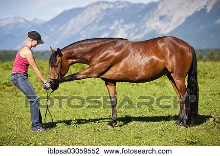 "Young woman doing stretching exercises with a Morgan Horse, North Tyrol, Austria, Europe" View Large Photo Image Stock Image - "Young woman doing stretching exercises with a Morgan Horse, North Tyrol, Austria, Europe". Fotosearch