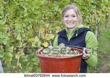 "Young woman during the grape harvest, Esslingen am Neckar, Baden-Wurttemberg, Germany, Europe" View Large Photo Image Picture - "Young woman during the grape harvest, Esslingen am Neckar, Baden-Wurttemberg, Germany, Europe". Fotosearch
