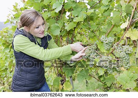 Stock Image - "Young woman during the grape harvest, Esslingen am Neckar, Baden-Wurttemberg, Germany, Europe". Fotosearch