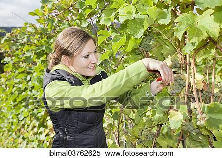 Stock Photography - "Young woman during the grape harvest, Esslingen am Neckar, Baden-Wurttemberg, Germany, Europe". Fotosearch