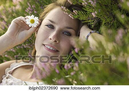 "Young woman holding a daisy (Leucanthemum vulgare), lying on a heather carpet" View Large Photo Image Stock Image - "Young woman holding a daisy (Leucanthemum vulgare), lying on a heather carpet". Fotosearch