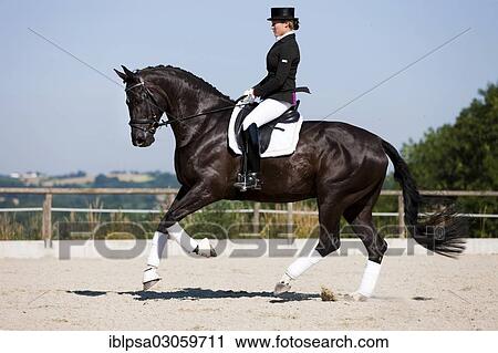 "Young woman in a formal riding dress riding a galloping Hanoverian horse, dressage, black horse, Austria, Europe" View Large Photo Image Stock Image - "Young woman in a formal riding dress riding a galloping Hanoverian horse, dressage, black horse, Austria, Europe". Fotosearch
