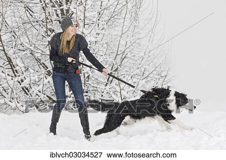 Stock Photo - "Young woman is pulled by a Border Collie in the snow, North Tyrol, Austria, Europe". Fotosearch