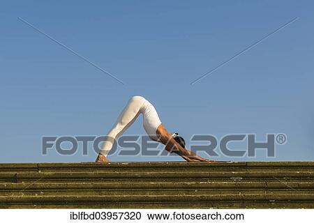 "Young woman practising Hatha yoga, outdoors, showing the pose Adho mukha shvanasana, Dog's pose" View Large Photo Image Stock Image - "Young woman practising Hatha yoga, outdoors, showing the pose Adho mukha shvanasana, Dog's pose". Fotosearch