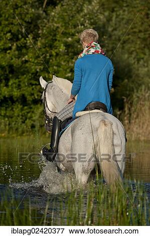 Young woman riding a Hanoverian horse through a lake View Large Photo Image Stock Photo - Young woman riding a Hanoverian horse through a lake. Fotosearch