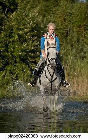 Young woman riding a Hanoverian horse through a lake View Large Photo Image Stock Photo - Young woman riding a Hanoverian horse through a lake. Fotosearch