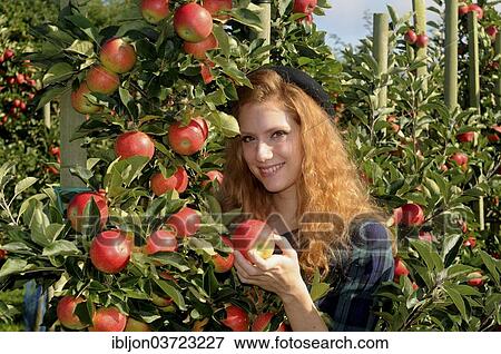 "Young woman standing next to an apple tree holding an apple, Kivik, Scania, Sweden, Europe" View Large Photo Image Stock Photo - "Young woman standing next to an apple tree holding an apple, Kivik, Scania, Sweden, Europe". Fotosearch