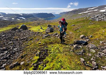 "Young woman trekking, Hornstrandir, Westfjords, West Iceland, Iceland, Europe" View Large Photo Image Stock Image - "Young woman trekking, Hornstrandir, Westfjords, West Iceland, Iceland, Europe". Fotosearch