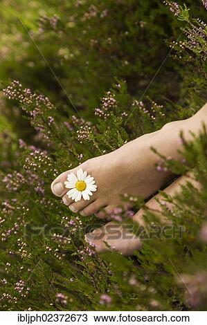 Young woman with a daisy (Leucanthemum vulgare) between her toes on a heather carpet View Large Photo Image Stock Image - Young woman with a daisy (Leucanthemum vulgare) between her toes on a heather carpet. Fotosearch