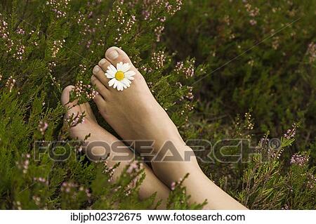 Young woman with a daisy (Leucanthemum vulgare) between her toes on a heather carpet View Large Photo Image Stock Photography - Young woman with a daisy (Leucanthemum vulgare) between her toes on a heather carpet. Fotosearch