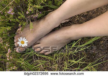 Young woman with a daisy (Leucanthemum vulgare) between her toes on a heather carpet View Large Photo Image Stock Photography - Young woman with a daisy (Leucanthemum vulgare) between her toes on a heather carpet. Fotosearch