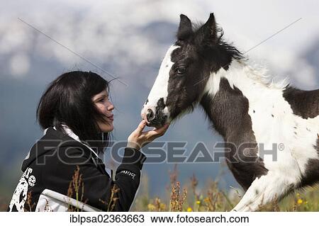 Stock Image - "Young woman with a Gypsy Vanner or Tinker horse foal on a meadow, pinto, black and white, North Tyrol, Austria, Europe". Fotosearch