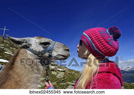 "Young woman with a llama, llama tour to the summit of Boeses Weibele Mountain in the Defregger Group, Carnic Dolomites, Upper Lienz, Puster Valley, East Tyrol, Austria, Europe" View Large Photo Image Stock Photography - "Young woman with a llama, llama tour to the summit of Boeses Weibele Mountain in the Defregger Group, Carnic Dolomites, Upper Lienz, Puster Valley, East Tyrol, Austria, Europe". Fotosearch