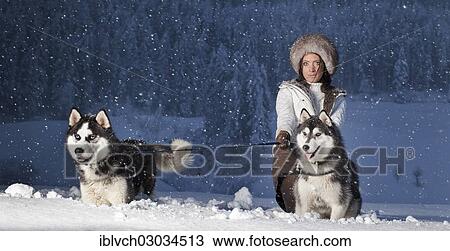 Stock Image - "Young woman with huskies in the snow, Kolsassberg, Innsbruck-Stadt District, North Tyrol, Tyrol, Austria, Europe". Fotosearch