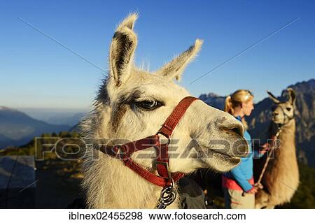 Stock Photo - "Young woman with llamas, Llama tour on Hochstein Mountain, Upper Lienz, Puster Valley, East Tyrol, Austria, Europe". Fotosearch