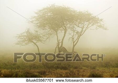 "Zebra (Equus quagga) in the morning mist, Serengeti, Tanzania, Africa" View Large Photo Image Stock Image - "Zebra (Equus quagga) in the morning mist, Serengeti, Tanzania, Africa". Fotosearch