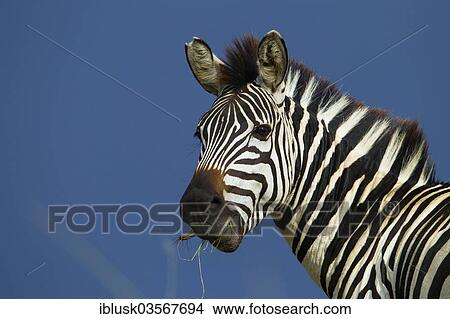 "Zebra (Equus quagga), portrait, Massai Mara, Serengeti, Rift Valley province, Kenya, Africa" View Large Photo Image Picture - "Zebra (Equus quagga), portrait, Massai Mara, Serengeti, Rift Valley province, Kenya, Africa". Fotosearch