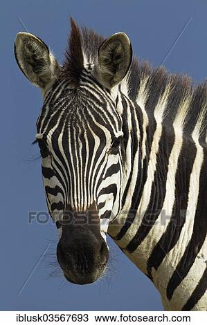 Stock Image - "Zebra (Equus quagga), portrait, Massai Mara, Serengeti, Rift Valley province, Kenya, Africa". Fotosearch