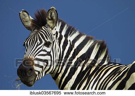 Stock Photography - "Zebra (Equus quagga), portrait, Massai Mara, Serengeti, Rift Valley province, Kenya, Africa". Fotosearch