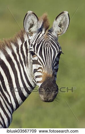 Stock Photo - "Zebra (Equus quagga), portrait, Serengeti, Tanzania, Africa". Fotosearch