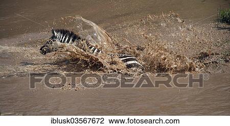 "Zebra (Equus quagga) swimming across the Talek River, Massai Mara, Serengeti, Rift Valley province, Kenya, Africa" View Large Photo Image Stock Image - "Zebra (Equus quagga) swimming across the Talek River, Massai Mara, Serengeti, Rift Valley province, Kenya, Africa". Fotosearch