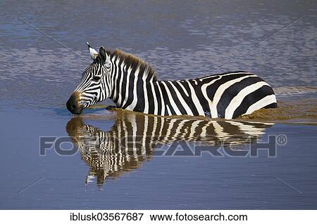 Stock Photo - "Zebra (Equus quagga) swimming across the Talek River, Massai Mara, Serengeti, Rift Valley province, Kenya, Africa". Fotosearch
