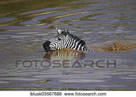 "Zebra (Equus quagga) swimming across the Talek River, Massai Mara, Serengeti, Rift Valley province, Kenya, Africa" View Large Photo Image Stock Photo - "Zebra (Equus quagga) swimming across the Talek River, Massai Mara, Serengeti, Rift Valley province, Kenya, Africa". Fotosearch