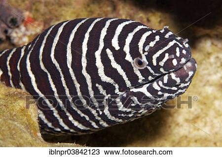 "Zebra moray (Gymnomuraena zebra), Dimaniyat Islands nature reserve, Al Batinah region, Oman, Asia" View Large Photo Image Stock Image - "Zebra moray (Gymnomuraena zebra), Dimaniyat Islands nature reserve, Al Batinah region, Oman, Asia". Fotosearch