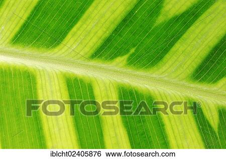 Stock Photograph - "Zebra Plant (Calathea zebrina), leaf detail, native to South America, ornamental plant". Fotosearch