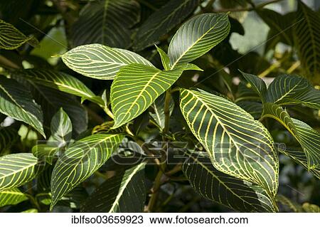 "Zebra Plant or Yellow Sanchezia (Sanchezia nobilis), leaves, ornamental plant, native to South America, Saxony, Germany, Europe" View Large Photo Image Stock Image - "Zebra Plant or Yellow Sanchezia (Sanchezia nobilis), leaves, ornamental plant, native to South America, Saxony, Germany, Europe". Fotosearch