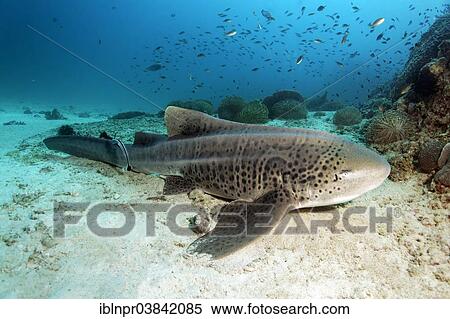 "Zebra shark (Stegostoma fasciatum) resting on the sandy seafloor, Dimaniyat Islands nature reserve, Al Batinah region, Oman, Asia" View Large Photo Image Stock Photography - "Zebra shark (Stegostoma fasciatum) resting on the sandy seafloor, Dimaniyat Islands nature reserve, Al Batinah region, Oman, Asia". Fotosearch