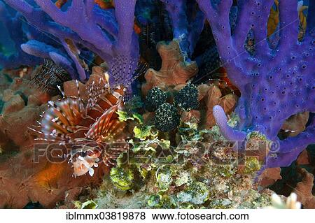 Stock Photo - "Zebra Turkeyfish or Zebra Lionfish (Dendrochirus zebra) hiding amidst the coral, Philippines, Asia". Fotosearch