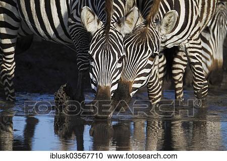 "Zebras (Equus quagga) drinking at a waterhole, Serengeti, Tanzania, Africa" View Large Photo Image Stock Image - "Zebras (Equus quagga) drinking at a waterhole, Serengeti, Tanzania, Africa". Fotosearch