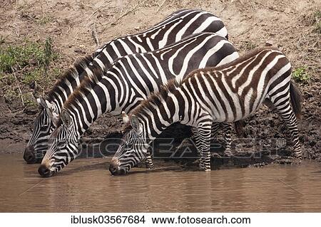 "Zebras (Equus quagga) drinking on the bank of the Talek River, Massai Mara, Serengeti, Rift Valley province, Kenya, Africa" View Large Photo Image Picture - "Zebras (Equus quagga) drinking on the bank of the Talek River, Massai Mara, Serengeti, Rift Valley province, Kenya, Africa". Fotosearch