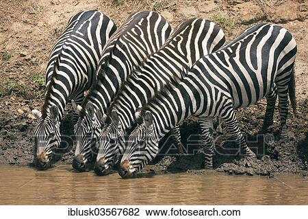 "Zebras (Equus quagga) drinking on the bank of the Talek River, Massai Mara, Serengeti, Rift Valley province, Kenya, Africa" View Large Photo Image Stock Image - "Zebras (Equus quagga) drinking on the bank of the Talek River, Massai Mara, Serengeti, Rift Valley province, Kenya, Africa". Fotosearch