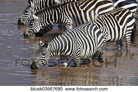 "Zebras (Equus quagga) drinking on the bank of the Talek River, Massai Mara, Serengeti, Rift Valley province, Kenya, Africa" View Large Photo Image Stock Image - "Zebras (Equus quagga) drinking on the bank of the Talek River, Massai Mara, Serengeti, Rift Valley province, Kenya, Africa". Fotosearch