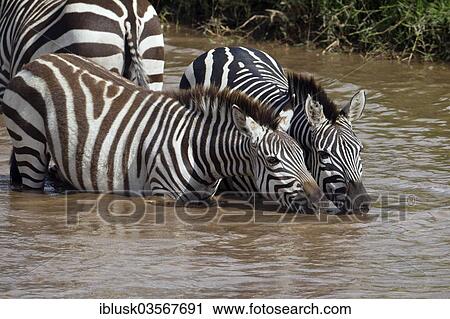 "Zebras (Equus quagga) drinking on the bank of the Talek River, Massai Mara, Serengeti, Rift Valley province, Kenya, Africa" View Large Photo Image Stock Image - "Zebras (Equus quagga) drinking on the bank of the Talek River, Massai Mara, Serengeti, Rift Valley province, Kenya, Africa". Fotosearch