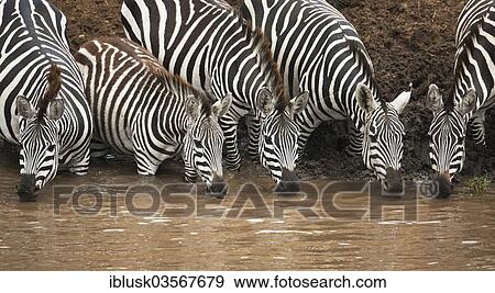 "Zebras (Equus quagga) drinking on the bank of the Talek River, Massai Mara, Serengeti, Rift Valley province, Kenya, Africa" View Large Photo Image Stock Photo - "Zebras (Equus quagga) drinking on the bank of the Talek River, Massai Mara, Serengeti, Rift Valley province, Kenya, Africa". Fotosearch