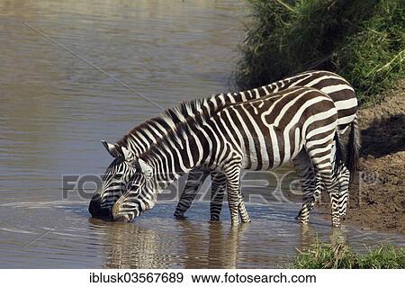 "Zebras (Equus quagga) drinking on the bank of the Talek River, Massai Mara, Serengeti, Rift Valley province, Kenya, Africa" View Large Photo Image Stock Photo - "Zebras (Equus quagga) drinking on the bank of the Talek River, Massai Mara, Serengeti, Rift Valley province, Kenya, Africa". Fotosearch