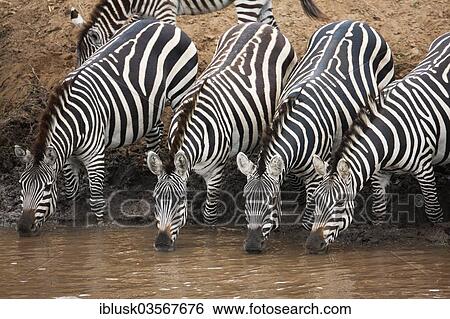 "Zebras (Equus quagga) drinking on the bank of the Talek River, Massai Mara, Serengeti, Rift Valley province, Kenya, Africa" View Large Photo Image Stock Photograph - "Zebras (Equus quagga) drinking on the bank of the Talek River, Massai Mara, Serengeti, Rift Valley province, Kenya, Africa". Fotosearch