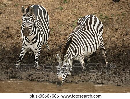 Stock Photography - "Zebras (Equus quagga) drinking on the bank of the Talek River, Massai Mara, Serengeti, Rift Valley province, Kenya, Africa". Fotosearch