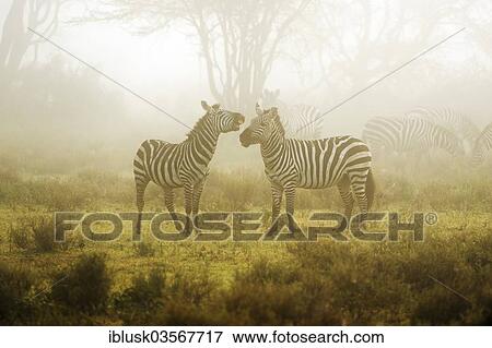 Stock Photo - "Zebras (Equus quagga) in the morning mist, Serengeti, Tanzania, Africa". Fotosearch