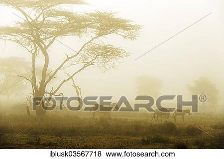 Stock Photo - "Zebras (Equus quagga) in the morning mist, Serengeti, Tanzania, Africa". Fotosearch